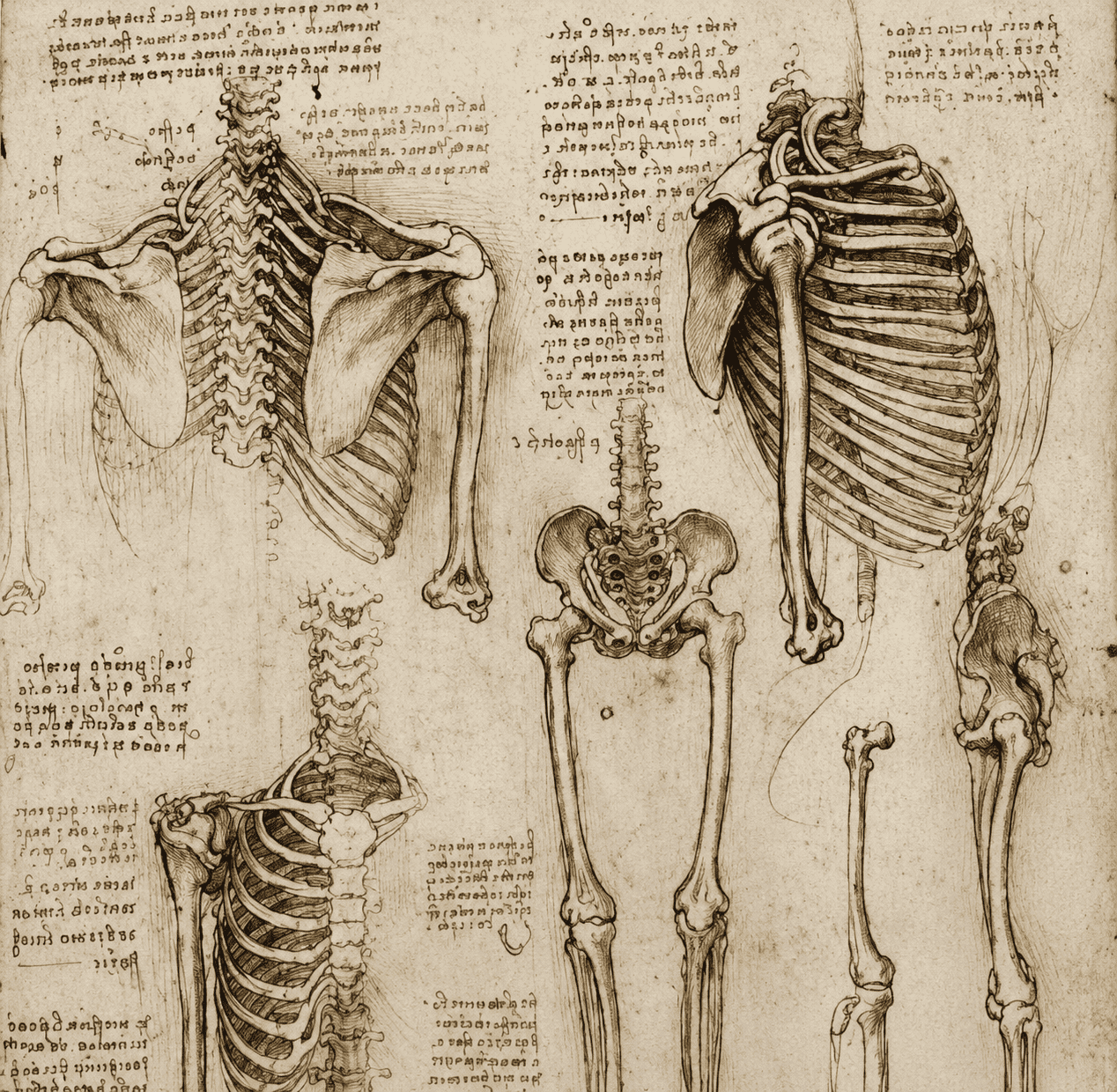Anatomía artística